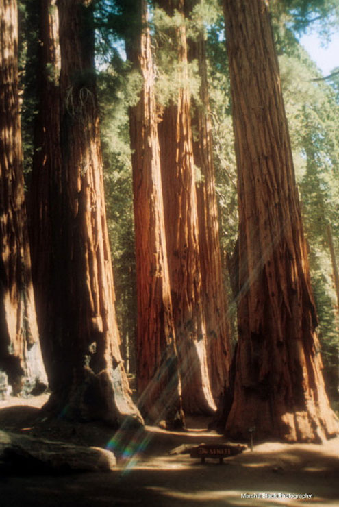 Giant Sequoias | Sequoia National Park | Marsha J Black