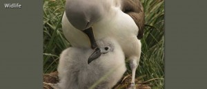Photo of Nesting Albatross | Photo: Marsha J Black