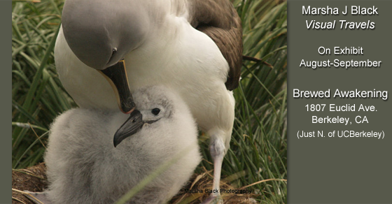 Nesting Albatross mother tending  gently to her chick | Photo: Marsha J Black | Part of Marsha J Black "Visual Travels" Exhibit at Brewed Awakening in Berkeley, CA