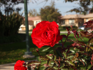 Photo of Red Summer Rose | Photo: Marsha J Black