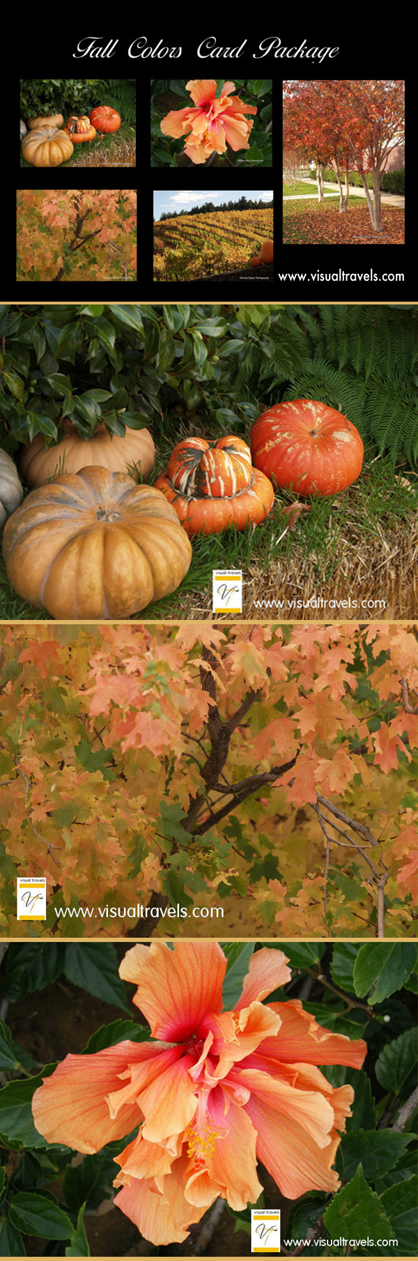 Fall Colors Card Set by Marsha J Black | Visual Travels Photography showing photo of the card set, with photo of multicolored pumpkins, green and gold leaves on a maple tree and an orange Hibiscus 