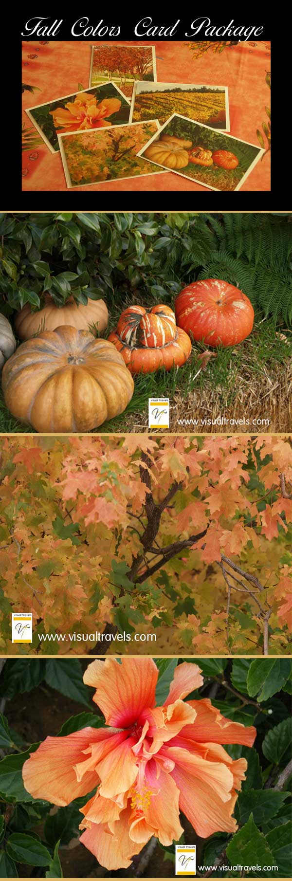 Image of Fall Colors Card Package showing all 5 cards, and pumpkin, hibiscus, fall colors on trees by Marsha J Black
