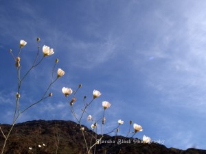 Flowers in Death Valley against the blue sky | Marsha J Black