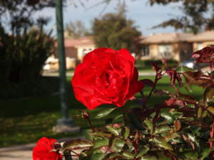 Red Rose - Bakersfield, California | Marsha J Black