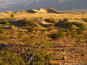 Photo: Death Valley Sand Dunes in the early morning light | Marsha J Black