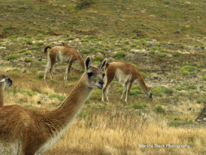 Photo of Guanaca looking at you taken in Torres del Paine, Patagonia (Chile)