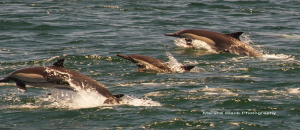 Three of many dolphins leaping through the water to gorge themselves on the schools of fish rounded up by other dolphins in the Sea of Cortez | Marsha J Black