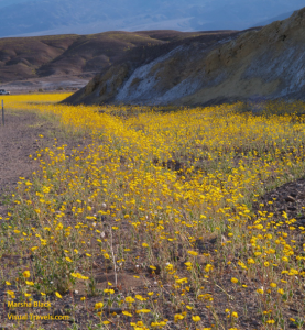 Photo of the Death Valley Super Blooms with yellow wildflowers against the desert hills and landscape | Marsha J Black