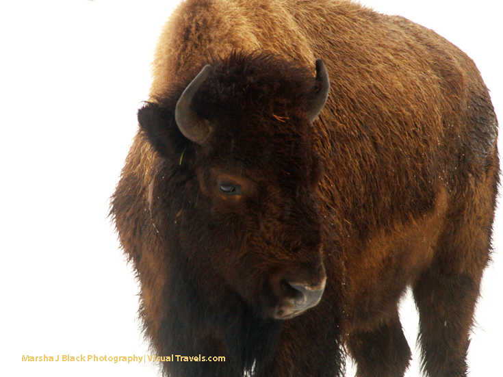 Closeup of a Bison, designated the National Mammal, in Yellowstone National Park in winter | Credit Marsha J Black/Visual Travels™