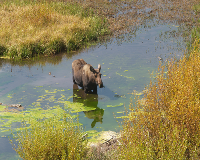Photo: Moose grazing in the lush meadow of Grand Teton National Park | Marsha J Black